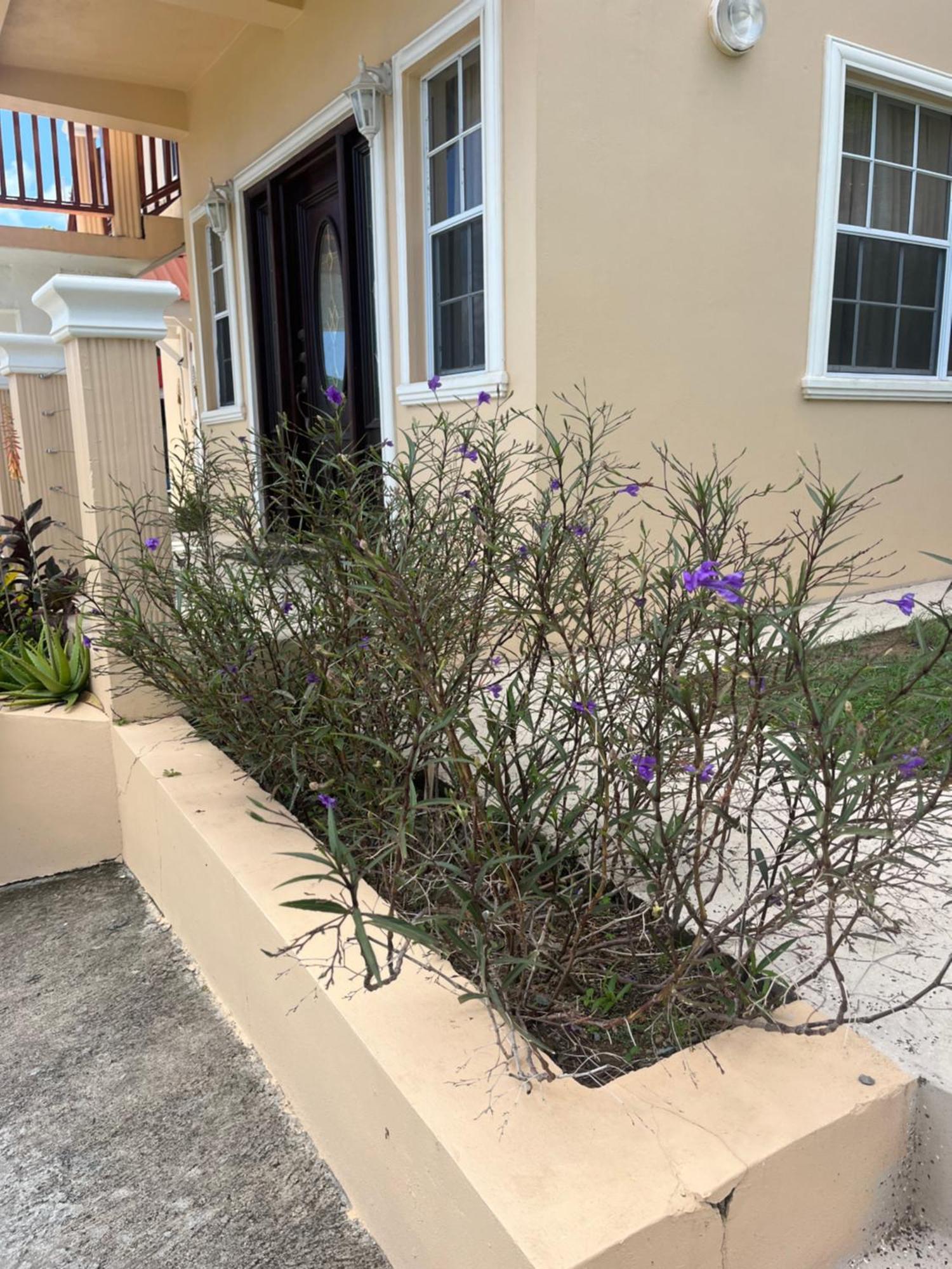 Belle Breeze Haven Apartment Gros Islet Exterior photo